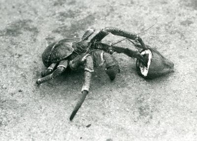 Un crabe de cocotier se nourrissant de noix de coco, Zoo de Londres, juillet 1927 - Frederick William Bond