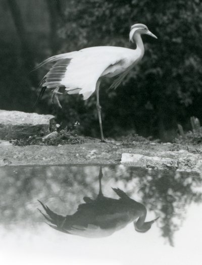 Une grue demoiselle debout, sur une patte, avec son reflet miroir dans le bassin en dessous, zoo de Londres - Frederick William Bond
