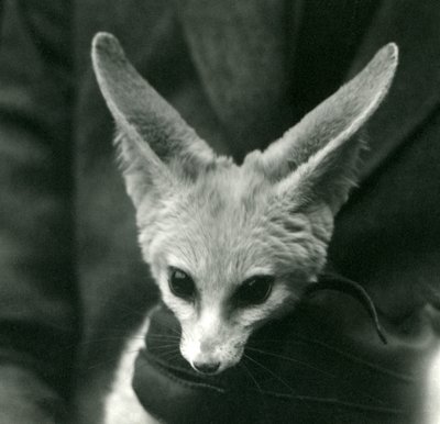 Un fennec tenu par le cou par un gardien ganté, 1924 - Frederick William Bond