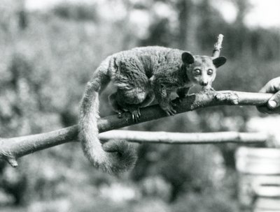 Un Galago marchant le long d