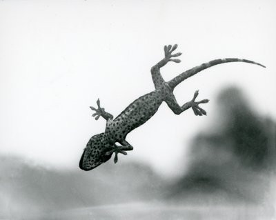 Un gecko vu de dessous alors qu