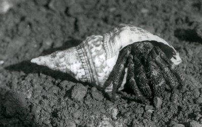 Un crabe ermite géant dans sa coquille, Zoo de Londres en 1925 - Frederick William Bond