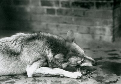 Un loup gris se couchant pour manger au zoo de Londres en 1927 - Frederick William Bond