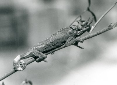 Un caméléon de Jackson accroché à une branche, zoo de Londres, août 1926 - Frederick William Bond