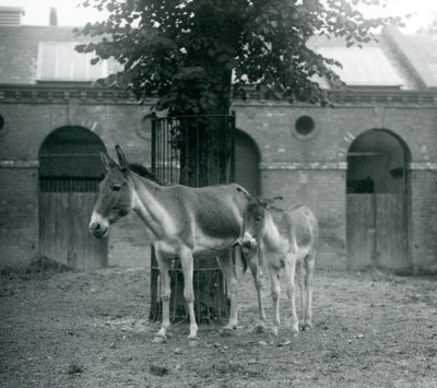 Un kiang et son poulain debout sous un arbre dans leur paddock, zoo de Londres, août 1927 - Frederick William Bond
