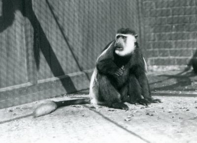 Un singe colobe noir et blanc Kikuyu assis dans son enclos au Zoo de Londres en juillet 1925 - Frederick William Bond