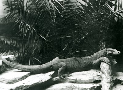 Un dragon de Komodo reposant son cou et ses pattes avant contre une bûche au zoo de Londres en juin 1927 - Frederick William Bond