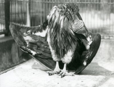 Un Vautour à tête nue debout sur le sol de son enclos, lissant ses plumes d