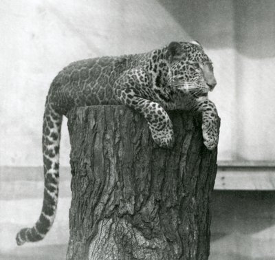 Un léopard allongé sur le sommet d