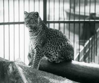 Un léopard assis sur une bûche dans son enclos au Zoo de Londres, septembre 1925 - Frederick William Bond