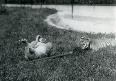 Un lionceau et un tigreau jouant avec une serpillière, sur l