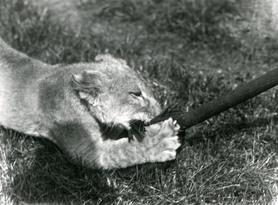 Un lionceau jouant avec une serpillière, tenue par son gardien, sur l