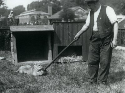 Un lionceau jouant avec une serpillière, tenue par son gardien, sur l
