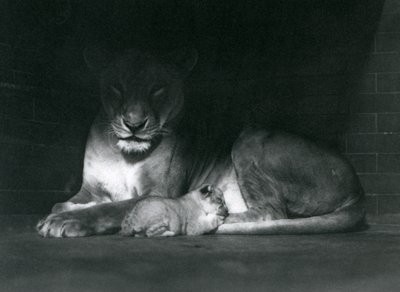 Une lionne et son lionceau allongés à l