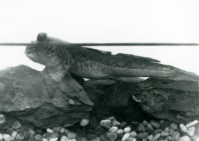 Un gobie, reposant sur des rochers submergés, avec ses yeux au-dessus de l