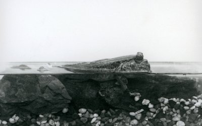 Un gobie, reposant sur des rochers submergés, avec la moitié supérieure de son corps au-dessus de l