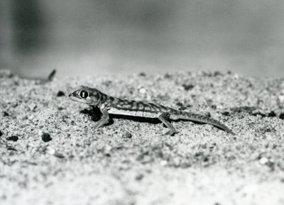 Un Gecko des sables de Namib/Gecko à pieds palmés sur le sable, Zoo de Londres, septembre 1928 (photo n/b) - Frederick William Bond