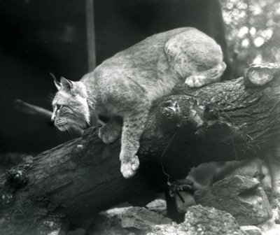 Un lynx boréal penché depuis une branche, Zoo de Londres, octobre 1925 - Frederick William Bond
