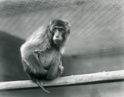 Un macaque à queue de cochon assis sur un perchoir dans son enclos au Zoo de Londres (photo n/b) - Frederick William Bond