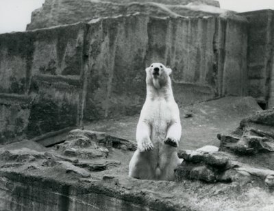 Un ours polaire assis dans son enclos à la base des terrasses Mappin au Zoo de Londres en septembre 1928 - Frederick William Bond