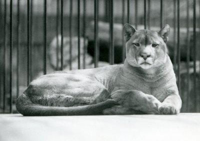 Un puma couguar lion de montagne allongé dans son enclos au zoo de Londres en juin 1925 - Frederick William Bond