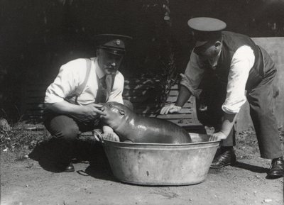 Un Hippopotame pygmée se baignant au Zoo de Londres, août 1928 - Frederick William Bond