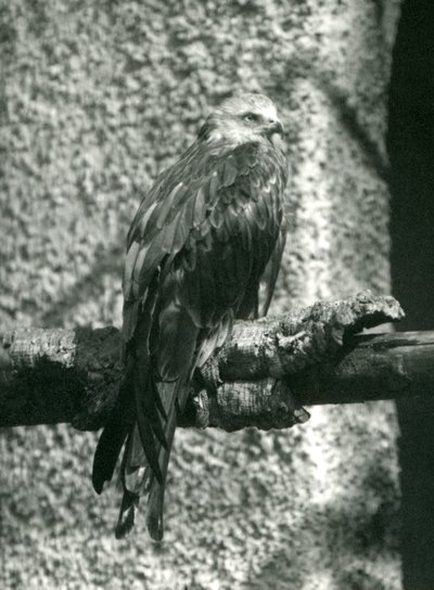 Un milan royal perché sur une branche au Zoo de Londres en 1924 - Frederick William Bond