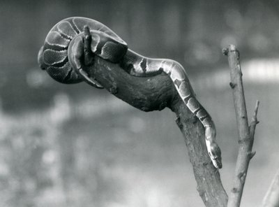 Un python royal descendant une branche au Zoo de Londres en octobre 1925 - Frederick William Bond