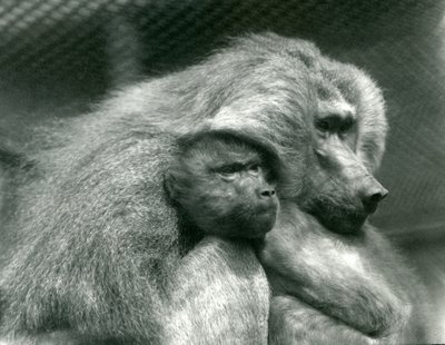Un babouin sacré avec son petit au zoo de Londres, juillet 1924 - Frederick William Bond