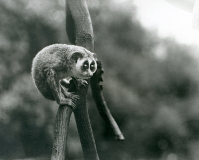 Un loris mince regardant vers le bas depuis une branche, zoo de Londres, août 1926 - Frederick William Bond