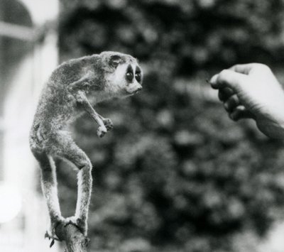 Un loris mince debout sur une branche, regardant la main d