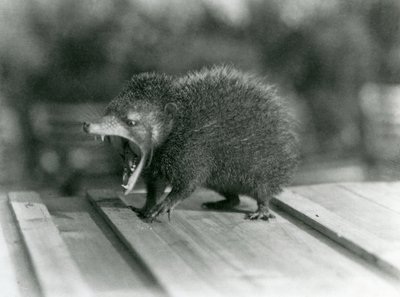 Un tenrec avec la bouche ouverte, montrant sa large ouverture et ses dents acérées, Zoo de Londres - Frederick William Bond