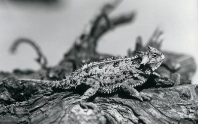 Un lézard cornu du Texas reposant sur une bûche au zoo de Londres en septembre 1928 - Frederick William Bond