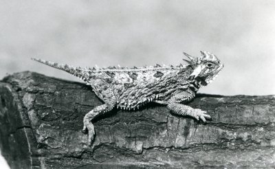Un lézard cornu du Texas/Horned Toad/Horny Toad reposant sur une bûche au Zoo de Londres en août 1928 (photo n/b) - Frederick William Bond
