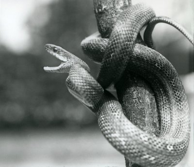 Un serpent rat du Texas bâillant, enroulé autour d