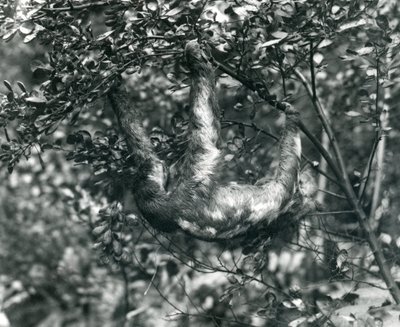 Un paresseux à trois doigts suspendu à une branche feuillue au zoo de Londres. Août 1920. - Frederick William Bond