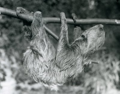 Un paresseux à deux doigts suspendu à une branche coupée, zoo de Londres, 1927 - Frederick William Bond