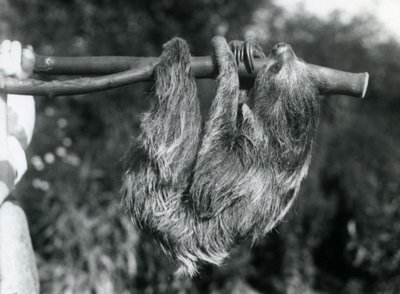 Un paresseux à deux doigts suspendu à une branche coupée, tenue par un gardien, Zoo de Londres, 1925 - Frederick William Bond