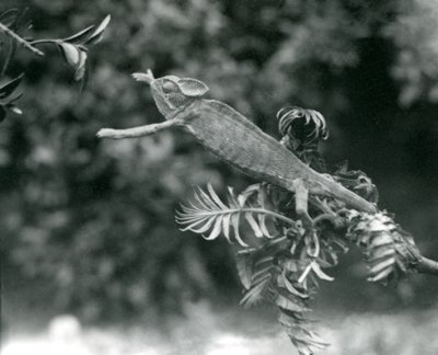 Un caméléon voilé ou du Yémen sur une branche feuillue tendant vers une autre, Zoo de Londres, juin 1924 - Frederick William Bond