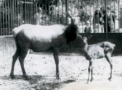 Un wapiti/élan avec son faon dans leur enclos avec des visiteurs regardant à travers les barreaux, zoo de Londres - Frederick William Bond