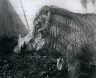 Un phacochère debout dans la boue, Zoo de Londres, 1927 - Frederick William Bond