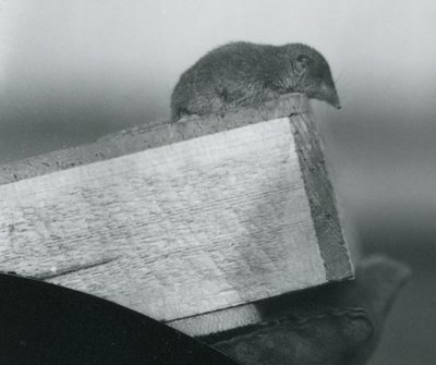 Une musaraigne blanche au zoo de Londres - Frederick William Bond