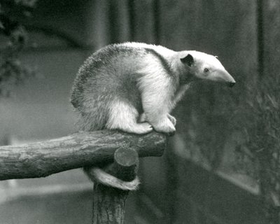 Un jeune tamandua à collier assis au bout d