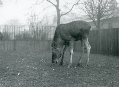 Un élan mâle dans son enclos, Zoo de Londres, janvier 1926 (photo n/b) - Frederick William Bond