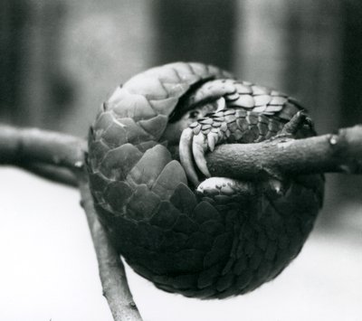 Un pangolin chinois en danger critique de disparition reposant, enroulé autour d