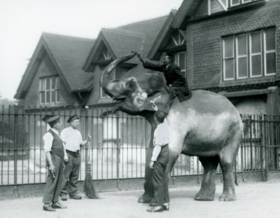 Un éléphant indien décoré, avec trois gardiens et un dresseur, à l
