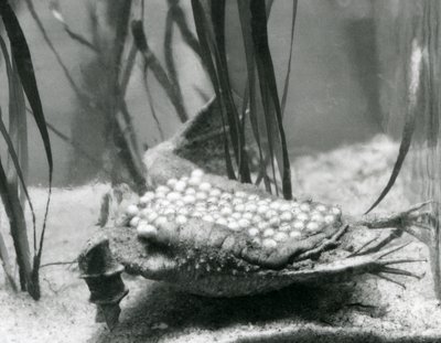 Une femelle crapaud de Surinam avec ses œufs incrustés dans la peau de son dos, Zoo de Londres - Frederick William Bond