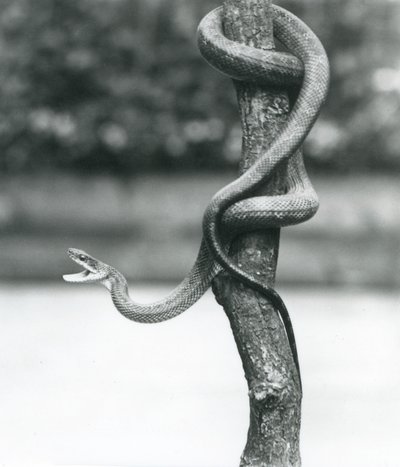 Un Serpent Ratier du Texas béant enroulé autour d