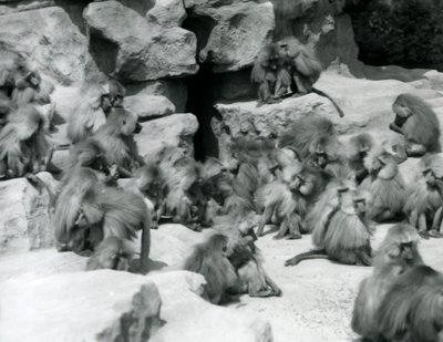 Un groupe de babouins sacrés assis sur des rochers dans leur enclos, Zoo de Londres, juillet 1925 - Frederick William Bond