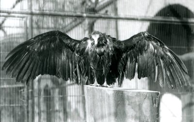 Un vautour à capuchon, debout sur une bûche avec les ailes déployées, profitant d